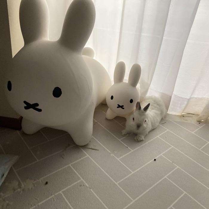 ミッフィーの横を見てみると？　広がっていた光景に「５秒見て理解した」「溶け込みすぎ」