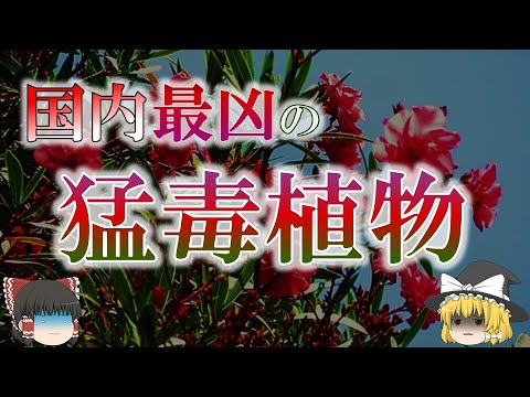 キョウチクトウの知られざる猛毒性について【ゆっくり解説】 - YouTube