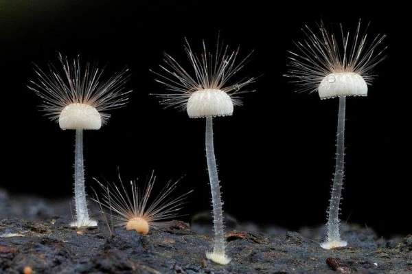 色々なきのこの画像が見たい