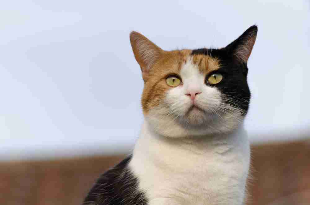 史上最高の名探偵は？