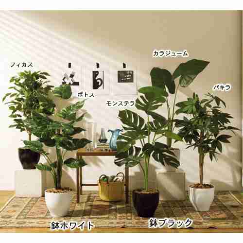 日当たりが悪い部屋でも育てられる植物