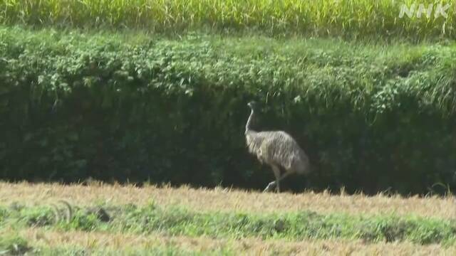 大型の鳥 エミュー 牧場から54羽逃げ18羽を捜索中 熊本 菊池