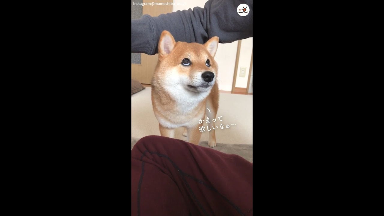 柴犬さんの遊んでアピール…❤️ 可愛すぎる上目遣いにキュン?✨ #Shorts - YouTube