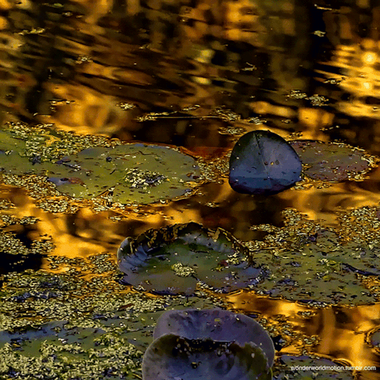 シネマグラフが見たい【秋~冬】