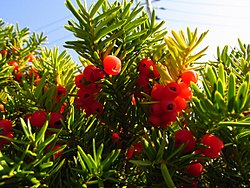 小さい頃に食べていたそのへんの植物