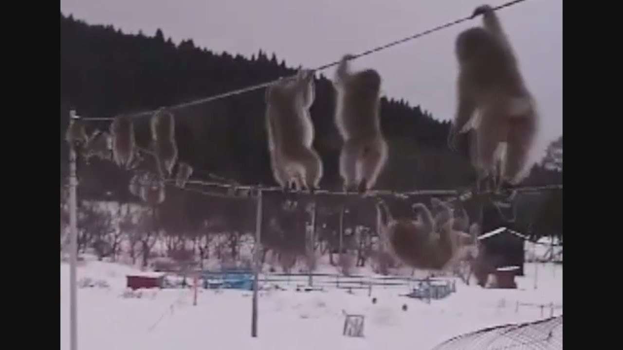 電線渡るサルの群れ話題  青森、再生数90万回超 - YouTube