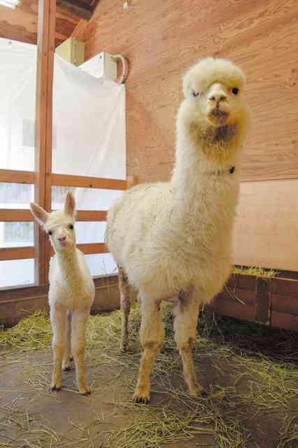 鳥取でアルパカ赤ちゃん誕生　1カ月弱で2倍に成長「一番かわいい」：朝日新聞デジタル