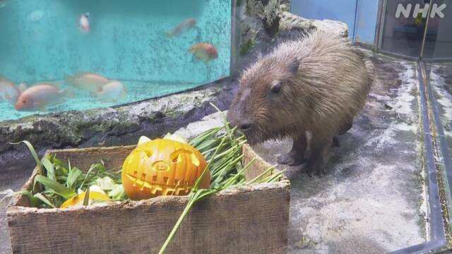 水族館でハロウィーン 「お化けダイバー」に仮装 三重 鳥羽