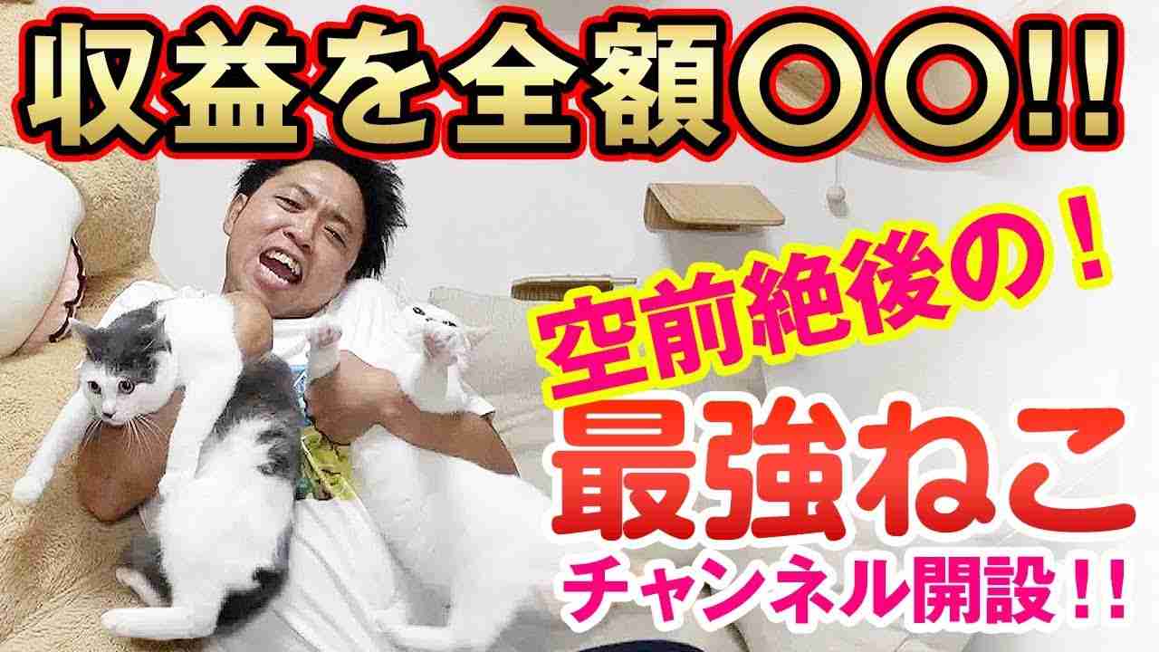 【サンシャイン池崎猫企画】収益を全額○○！？空前絶後の最強のねこチャンネル開設！ - YouTube