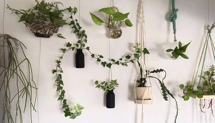 北向きの部屋でも育つ！ おすすめ植物4選。 | LOVEGREEN(ラブグリーン)