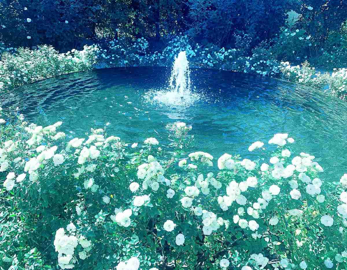 天国って群馬県にあったんだ？　噴水を囲むたくさんの白いバラ…西洋絵画のような光景にうっとり