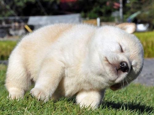 外で犬飼ってる人いますか？