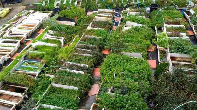 ▶TOPページ(業務内容・mail・水草注文・教室案内) : SONOアクアプランツファーム水草情報局