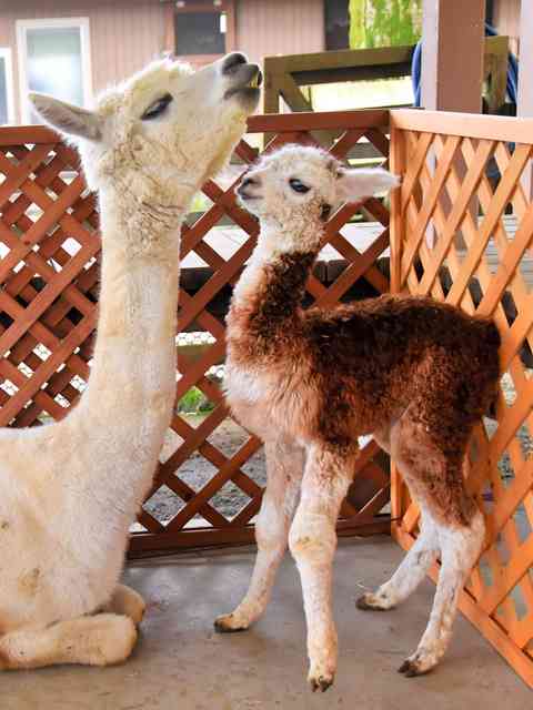 鳥取でアルパカ赤ちゃん誕生　1カ月弱で2倍に成長「一番かわいい」