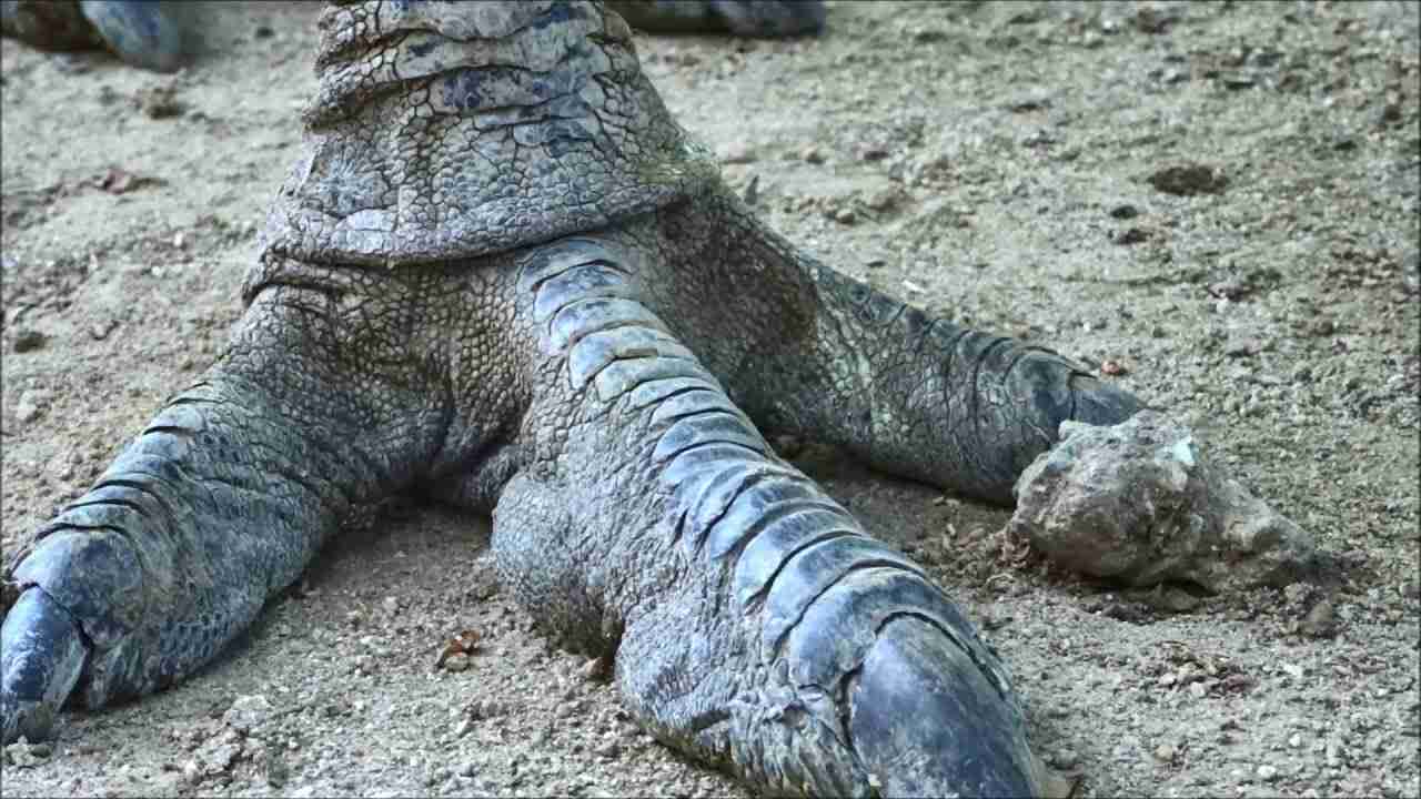 恐竜みたいなエミューの脚[Like a dinosaur's legs] - YouTube