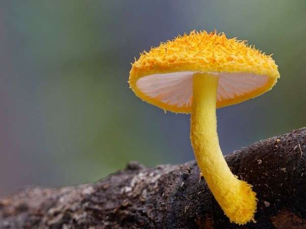 色々なきのこの画像が見たい