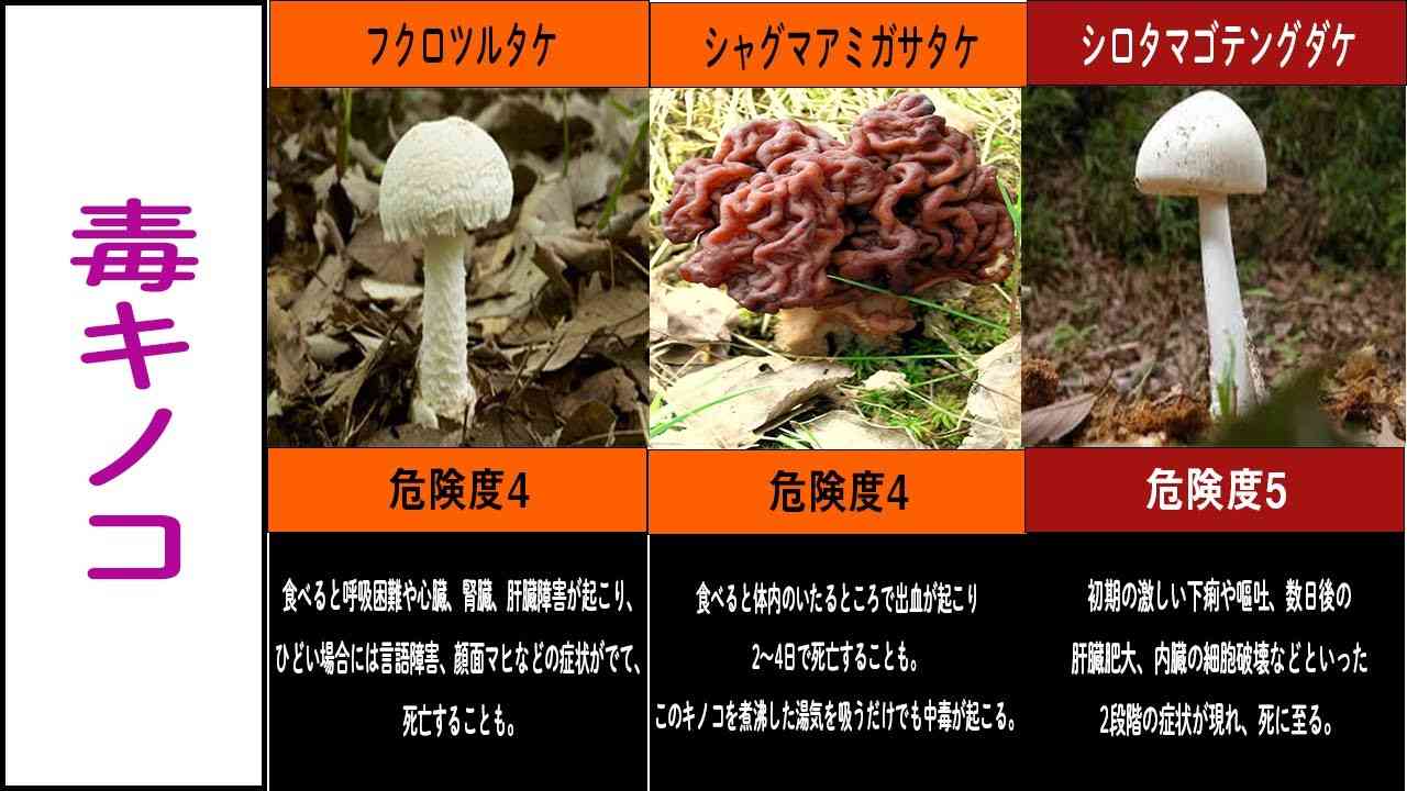 日本にも生えている危険すぎる毒キノコ - YouTube