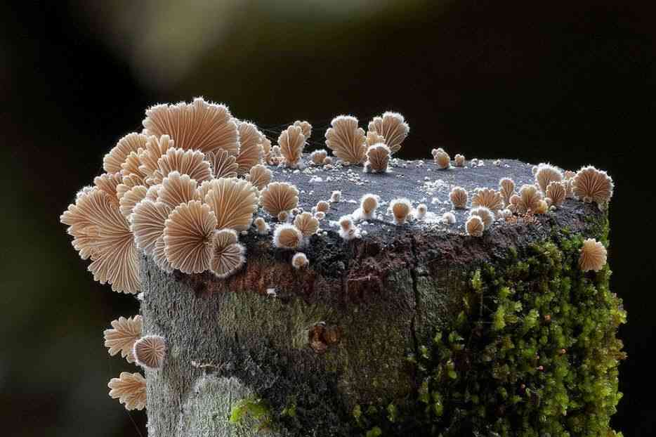 色々なきのこの画像が見たい