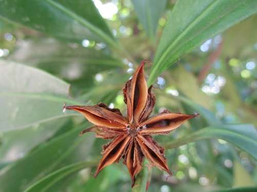 毒を持ってる生物・植物