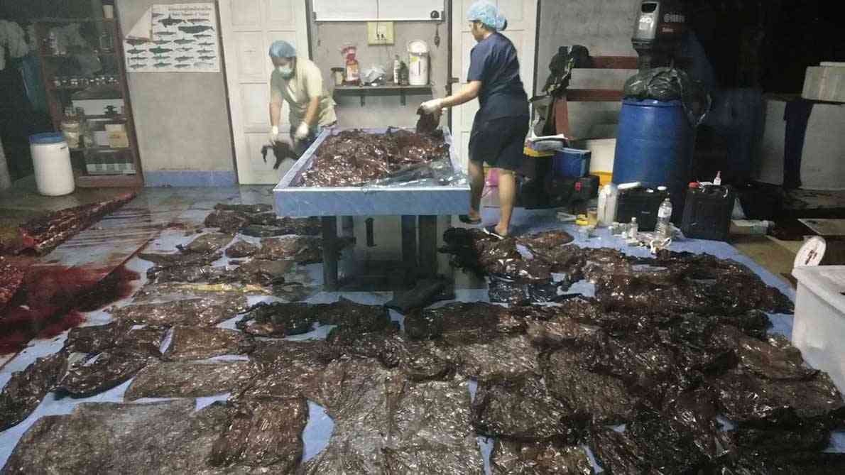 【動画】餓死したクジラ、胃にビニール袋80枚 | ナショナルジオグラフィック日本版サイト