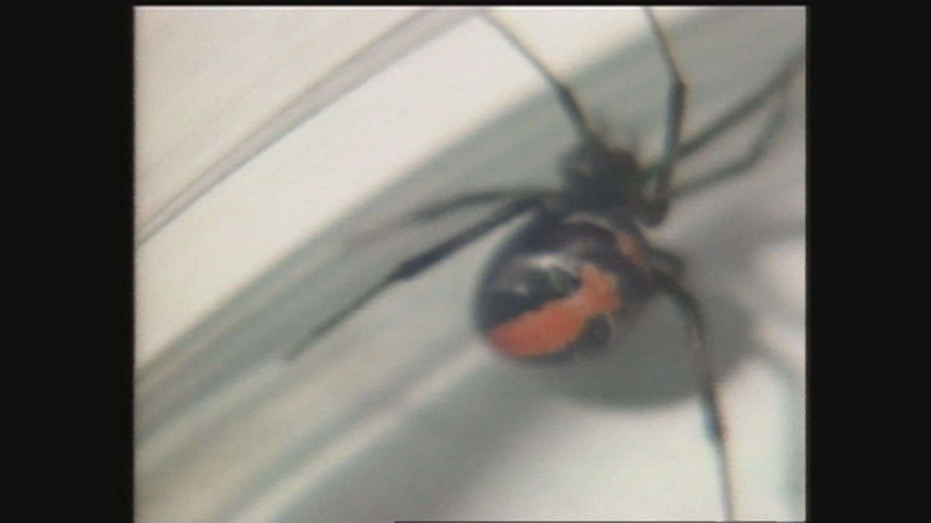 特定外来生物「セアカゴケグモ」の目撃相次ぐ　愛知では統計を止めるほど増加…その特徴と発見時の対処法は?（FNNプライムオンライン） - Yahoo!ニュース