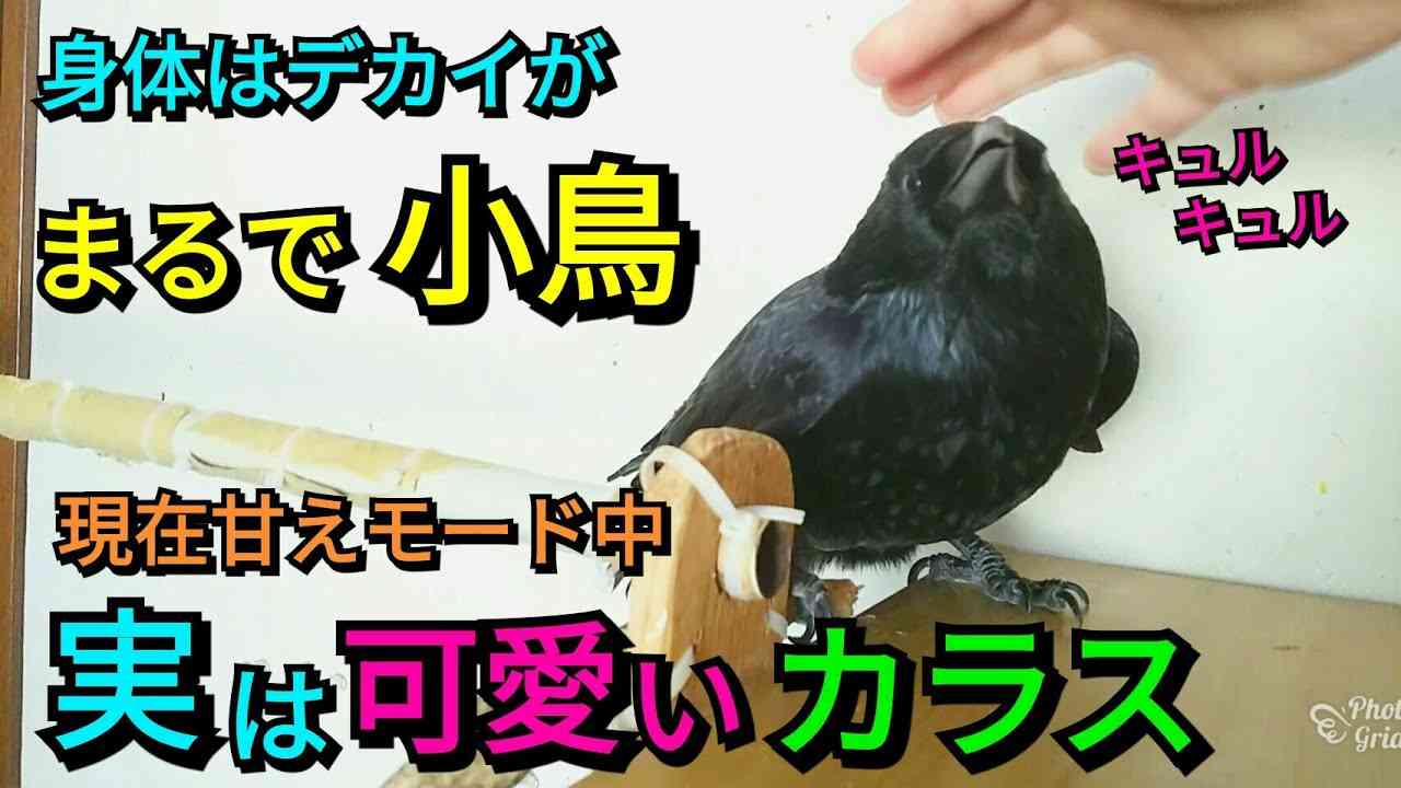 【甘えモードのカラス】部屋に入ると急激に甘えモードになるカラス? 甘える時の声を是非聴いて?20180325、カラス - YouTube