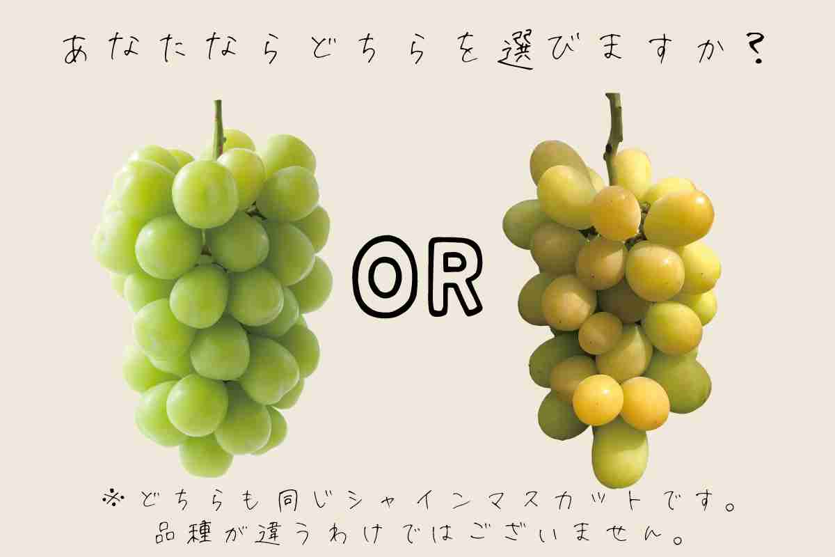 シャインマスカットは「皮が黄緑色よりも黄色い方が甘い」って本当？　見ない理由は？