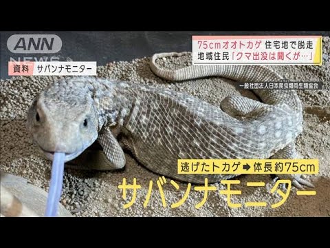 体長75センチ　オオトカゲが脱走　札幌の寒さに・・・(2021年11月18日) - YouTube