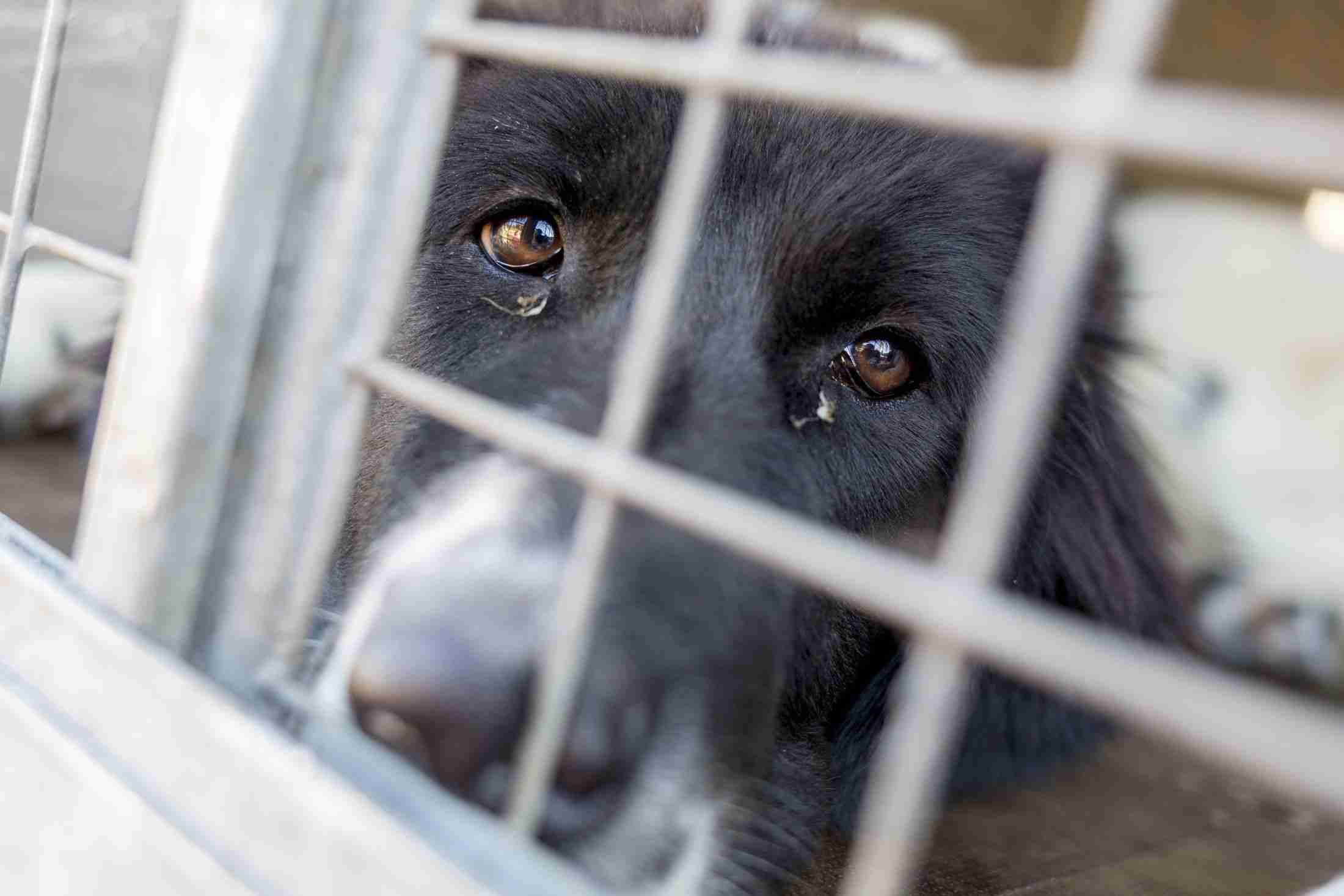 「帝王切開は無麻酔」「腸が出たままになった犬も…」逮捕された“悪質ブリーダー”が飼育していた1000頭の犬たちの悲哀《スタッフはわずか数名》（文春オンライン） - Yahoo!ニュース