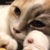 にこ姉 on Twitter: 