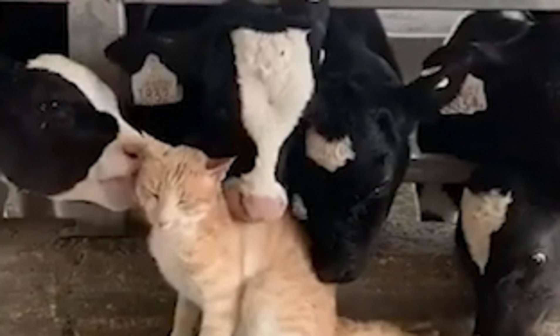 人間嫌いで居場所のなかった猫 最高の家と友達を見つけ幸せな生活を送る(英)