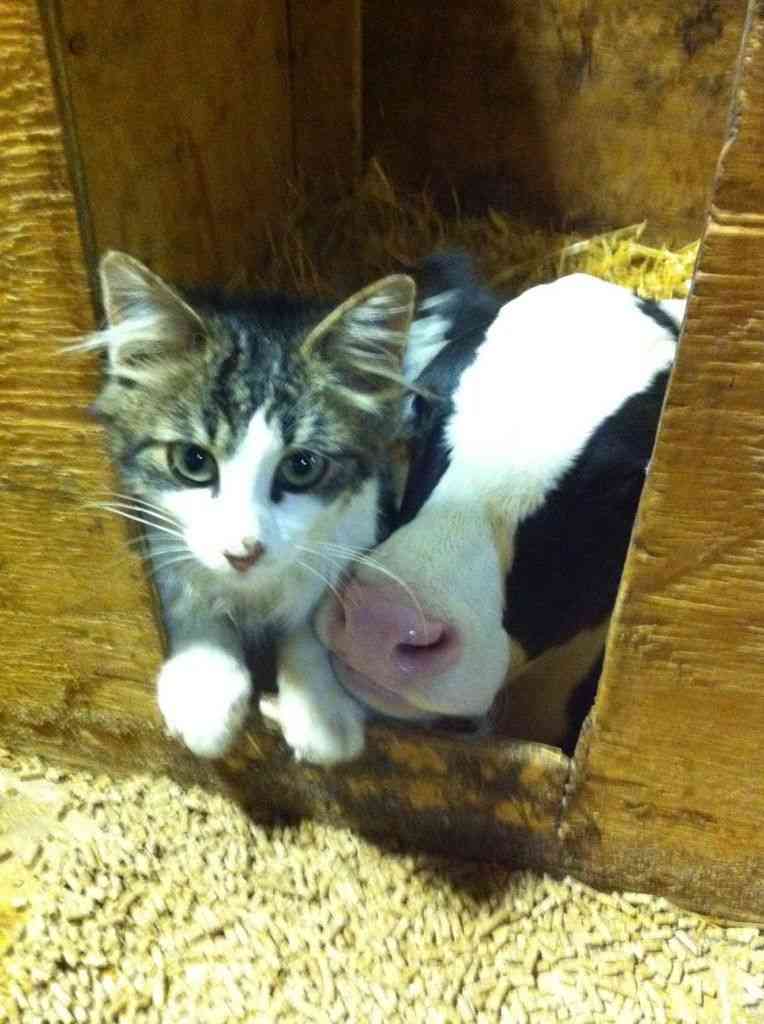 人間嫌いで居場所のなかった猫 最高の家と友達を見つけ幸せな生活を送る(英)