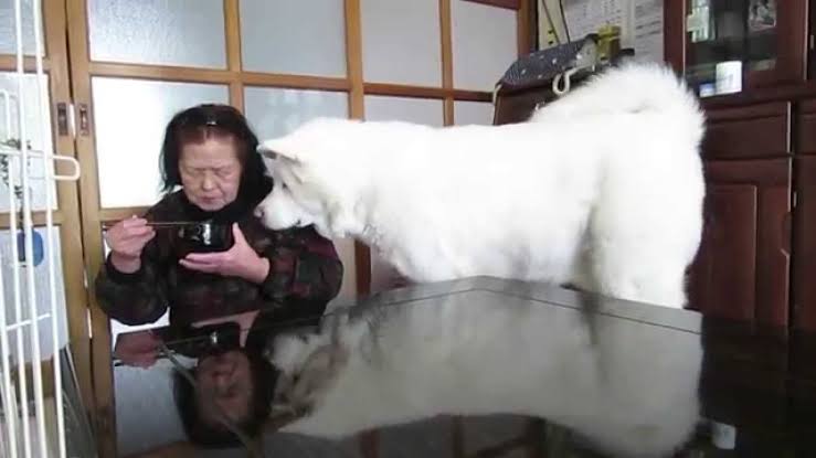 秋田犬好きな方!!