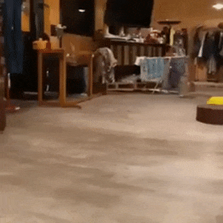 フクロウに癒されるトピ