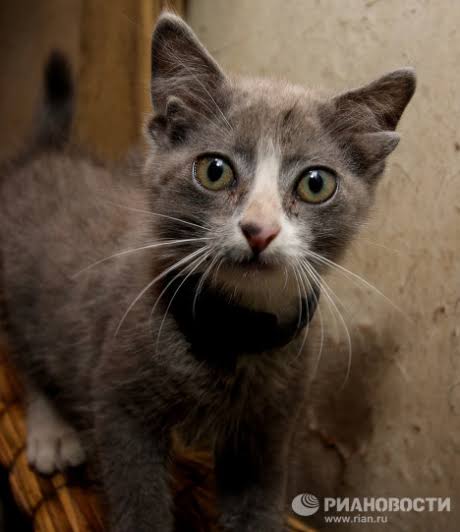 「4つの耳」を持つ子猫、SNSの人気者に　トルコ