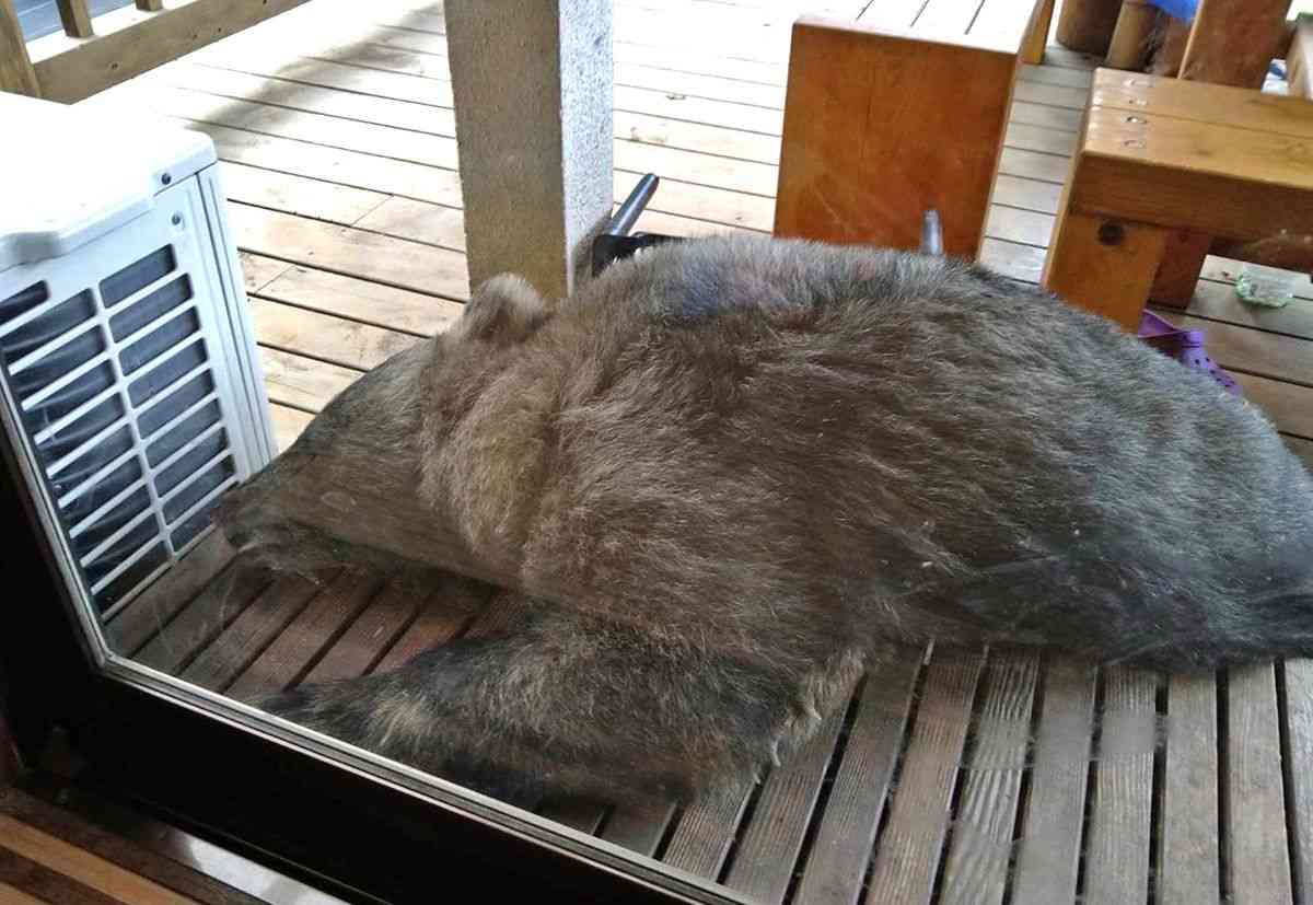 冬眠前に柿求め？　ウッドデッキの衰弱クマ、殺処分に抗議も（産経新聞） - Yahoo!ニュース