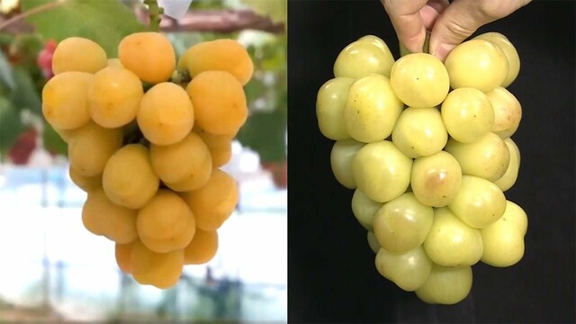 【独自】日本の高級ぶどう また“パクリ”　韓国で無断栽培 驚きの言い訳（フジテレビ系（FNN）） - Yahoo!ニュース