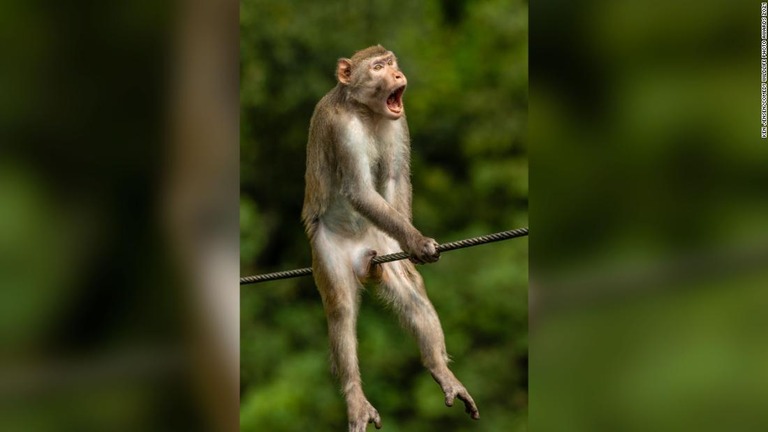 CNN.co.jp : サルが苦悶の表情？、「コメディー野生動物写真賞」の大賞発表