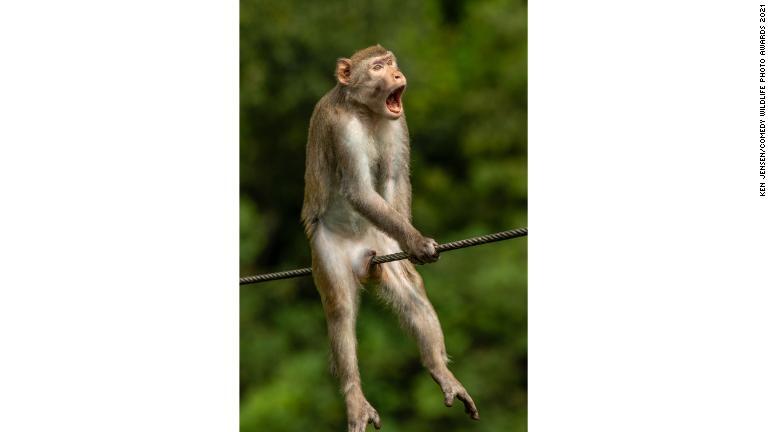 サルが苦悶の表情？、「コメディー野生動物写真賞」の大賞発表