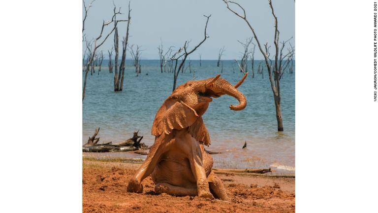 サルが苦悶の表情？、「コメディー野生動物写真賞」の大賞発表
