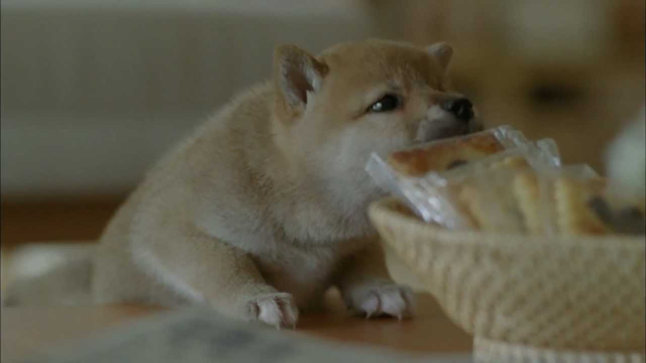 柴犬が大好き ガールズちゃんねる Girls Channel