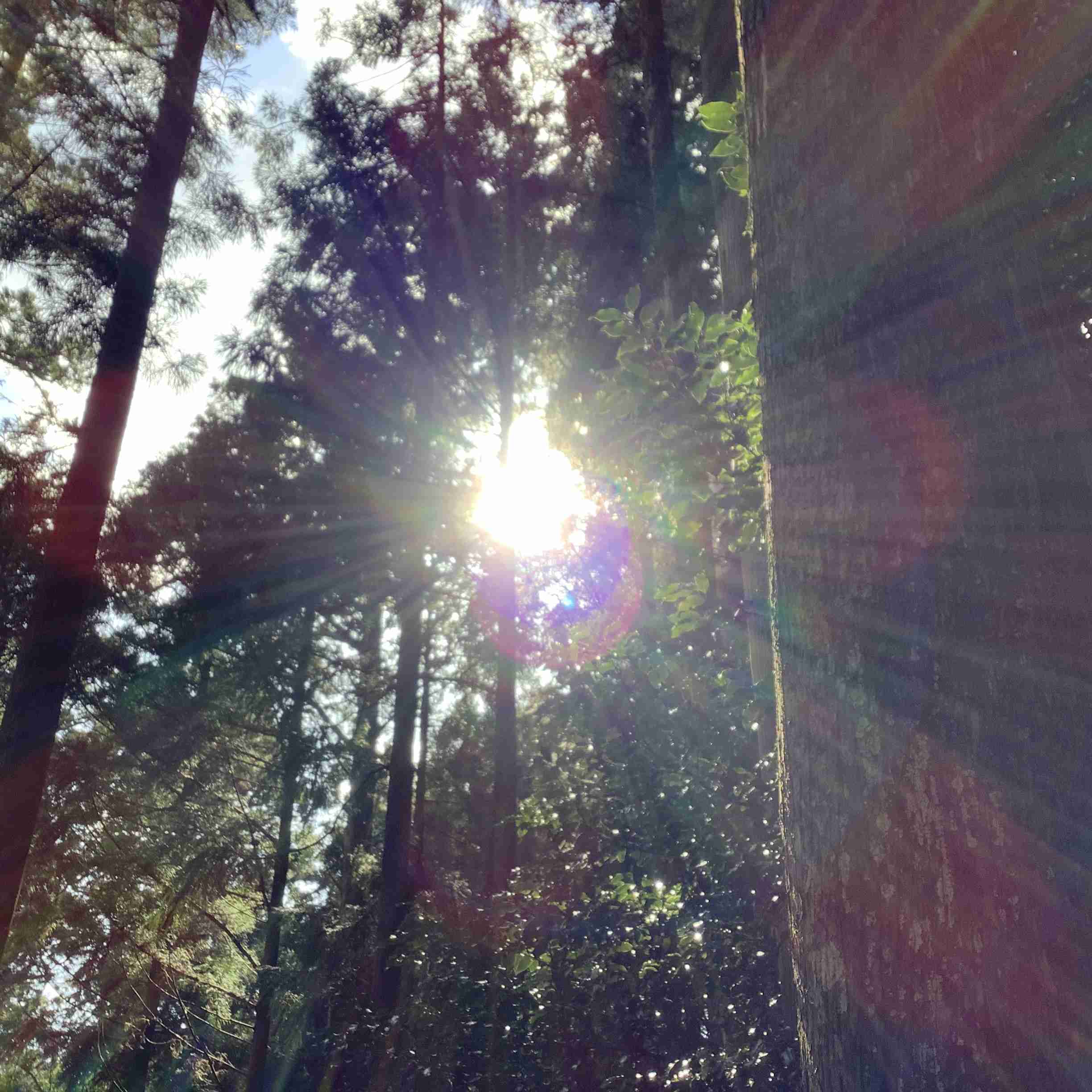 シェディング・デトックス・検証まとめ | 未来HIKARI医学