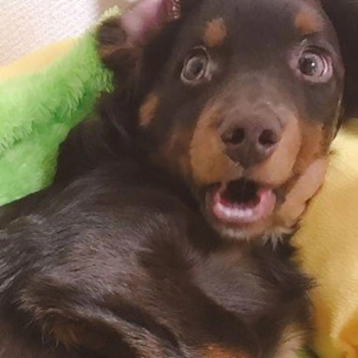 愛犬に「病院行こっか！」と話しかけたら…　ワンコが浮かべた「絶望顔」が強烈すぎて愛おしい