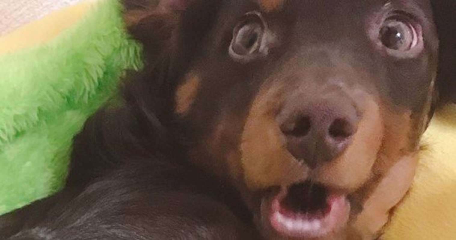 愛犬に「病院行こっか！」と話しかけたら...　ワンコが浮かべた「絶望顔」が強烈すぎて愛おしい｜Jタウンネット