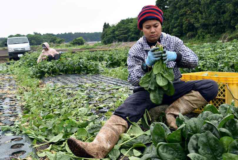   出入国管理庁、特定技能見直しへ　外国人労働者に永住の道広がる| Article [AMP]| Reuters
