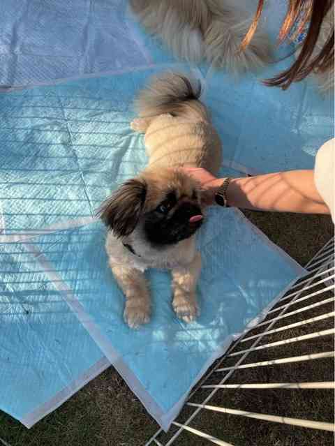 有明で幸せを掴んだシャンシャン?と、、、 : NPO法人ペット里親会