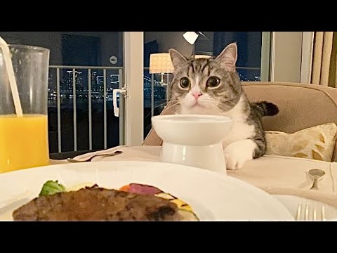 猫と一緒にホテルのディナーを食べたら幸せすぎました… - YouTube