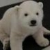 株吉 on Twitter: 