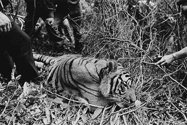 逃げ出した3頭のトラに住民戦慄…はたして個人でトラは飼えるのか／8月3日の話（SmartFLASH） - Yahoo!ニュース