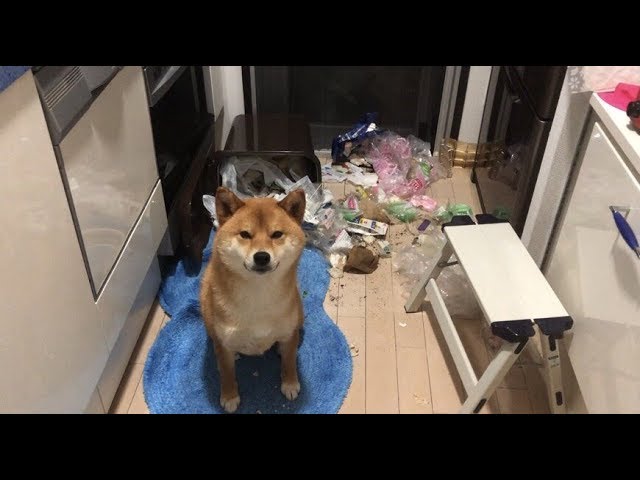 帰宅すると愛車に傷が… 監視カメラに映った“犯人”に爆笑(カナダ)